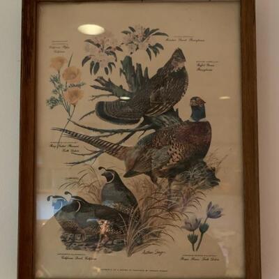 set of 6 vintage bird prints