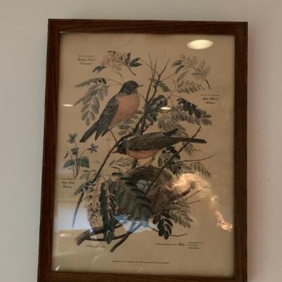 set of 6 vintage bird prints