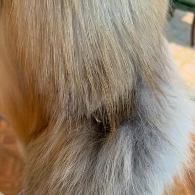 fox jacket, small tear