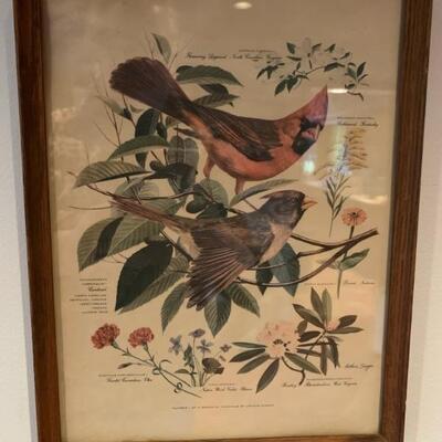 set of 6 vintage bird prints