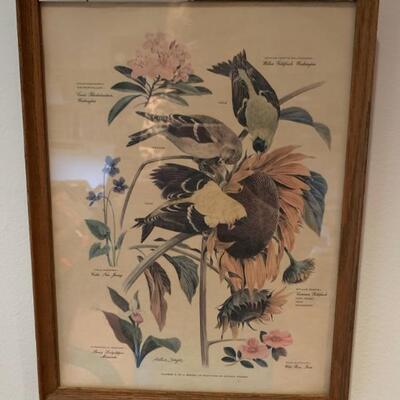 set of 6 vintage bird prints