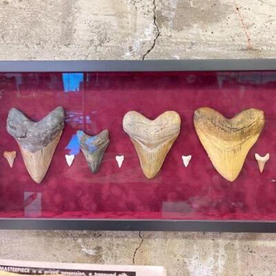 #1034 â€¢ Megalodon Shark Teeth Framed Collection