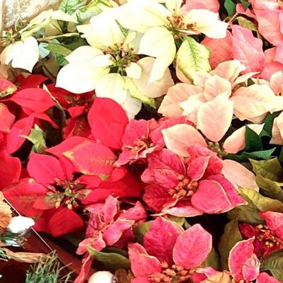 Beautiful Large Poinsettia 