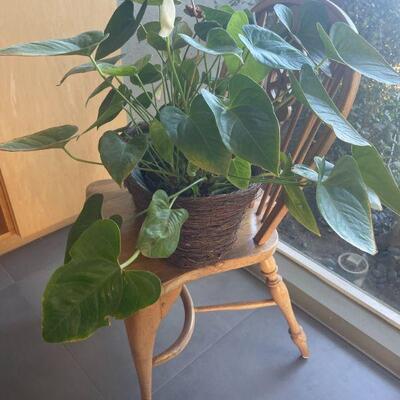 Plant