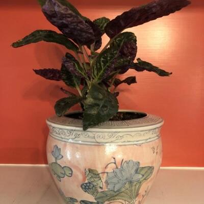 Vintage Asian Fish Bowl Planter with Live Plant