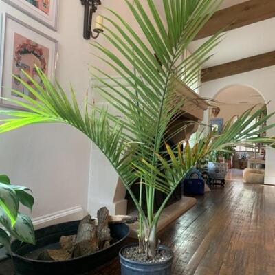 Live Palm Plant