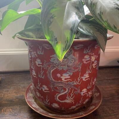 Asian Dragon Large Ceramic Planter with Tray & Live Plant