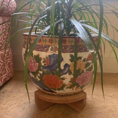 Lg. Glazed Ceramic Pot on Wood Stand w/ Live Plant