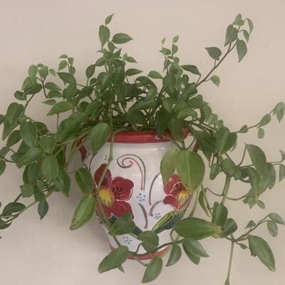 Wall Mounted Ceramic Vase with Live Plant