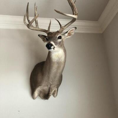 deer mount