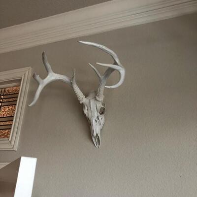 deer skull mount