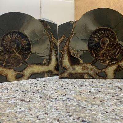 1 Set Ammonite Fossil Bookends