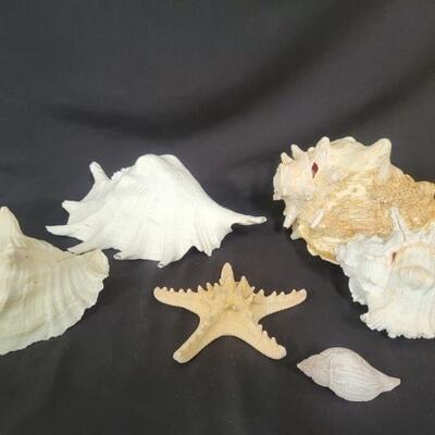 (6) Seashells