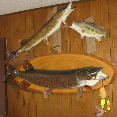 Taxidermy muskie, northern, bass and more