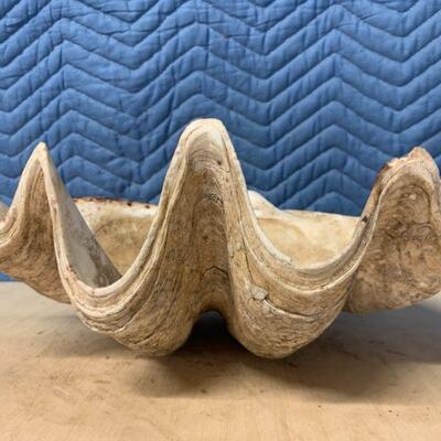 Very large clam shell