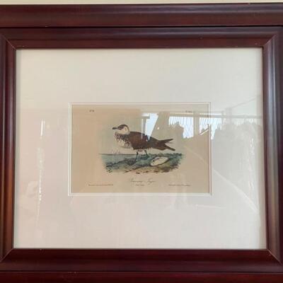 Framed Audubon print â€œPomerine Tagerâ€. 24 x 20-1/2