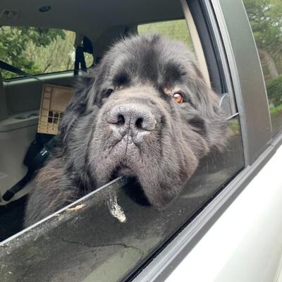 A visitor from our West Simsbury sale!