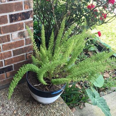 Planter with foxtail fern