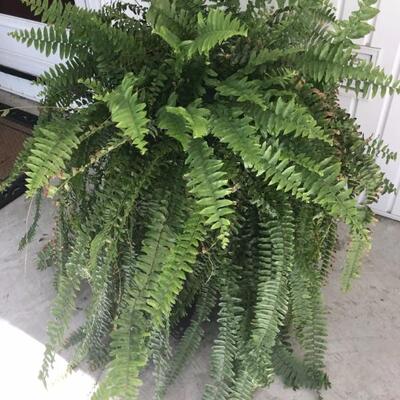 fern in metal plant stand $38