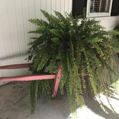 fern in wheelbarrow $48