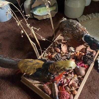 Pheasant taxidermy