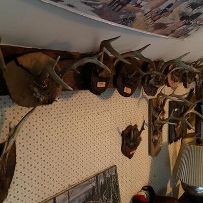Deer horn collection