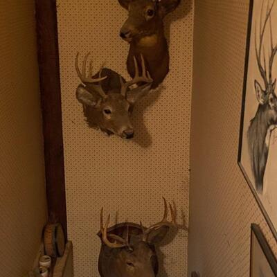 Deer heads