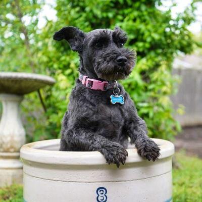 Our canine coordinator on staff, Patsy Cline showcasing a large crock from the sale. 