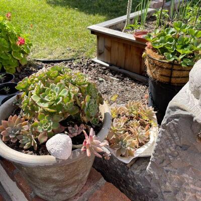 plants