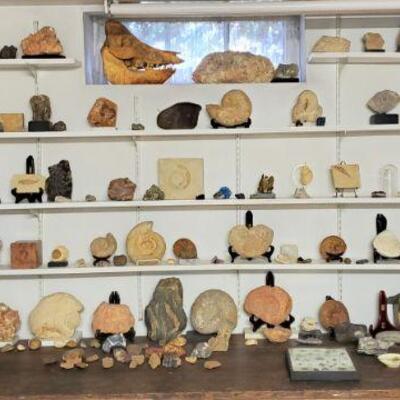 Shelves of fossils and geodes