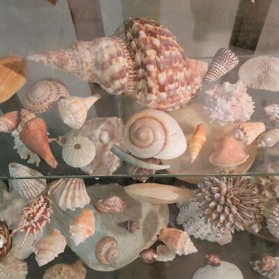 Many collections of shells 