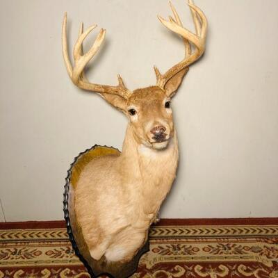 Deer Mount 1 of 4