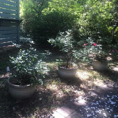 large potted rose bushes $45 each