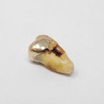 #842 • 18k Gold Capped Tooth, 4.7g