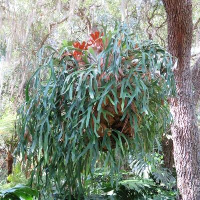 3 Large Hanging Staghorn Plants