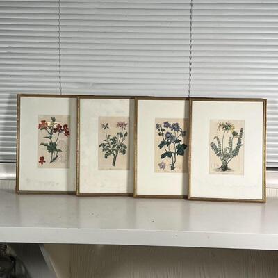 (4pc) ROBERT SWEET ENGRAVINGS | Early 19th century, English hand-colored copper engravings of Geranium botanicals, each in a matching...