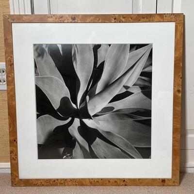 FRAMED PHOTOGRAPH | Black and white photograph of a plant in shadows in a burled frame, appears to be a silver gelatin; sight 17-1/2 x...
