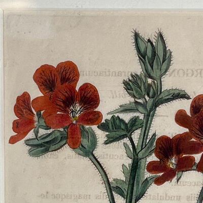 (4pc) ROBERT SWEET ENGRAVINGS | Early 19th century, English hand-colored copper engravings of Geranium botanicals, each in a matching...