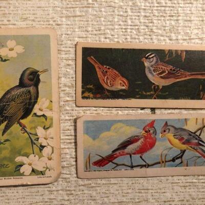 Bird Trading Cards
