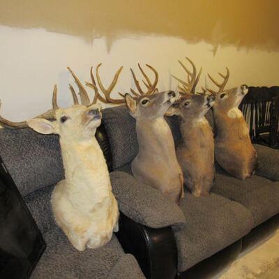 deer mounts