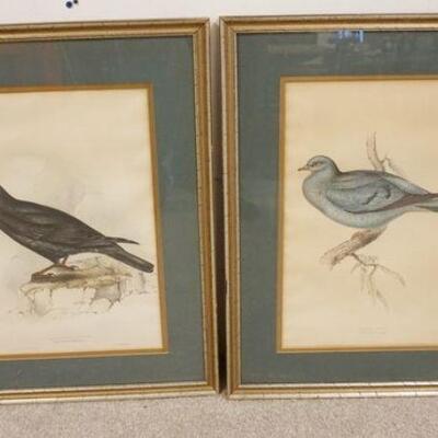 1068	2 FRAMED & MATTED J E GOULD BIRD PRINTS PRINTED BY C HULLMANDEL *STOCK DOVE* & *ALPINE CHOUGH*, APPROXIMATELY 20 1/2 IN X 26 3/4 IN...