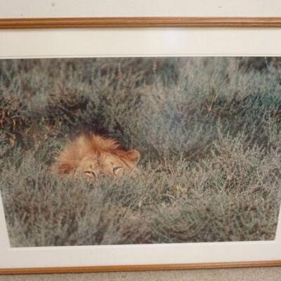 1277	LARGE FRAMED & MATTED PHOTO OF LION PEEKING THROUGH GRASS APP. 33 1/2 IN 44 1/4 IN. SOME FOXING ON MATT
