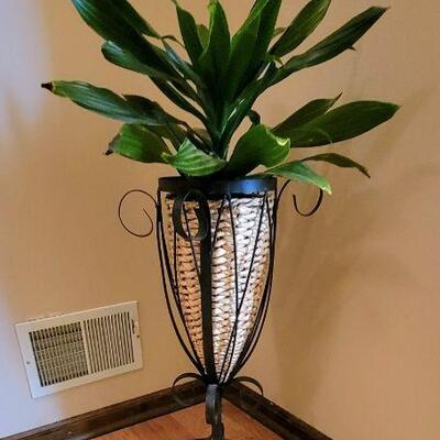 Live plant with Wicker Plant stand