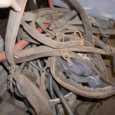 Leather Harness and collars