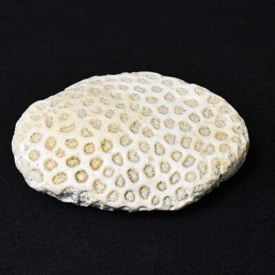 Honeycomb Coral Fossil 