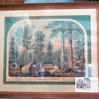 Mammoth Trees of California Litho