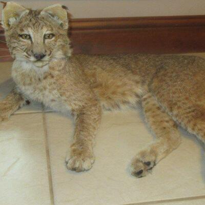 AWESOME LOOKING LYNX TAXIDERMY