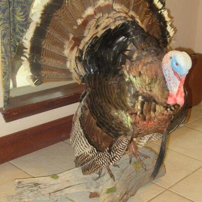 UNIQUE PRIZE WINNING TAXIDERMY TURKEY THAT WEIGHED 26 POUNDS.