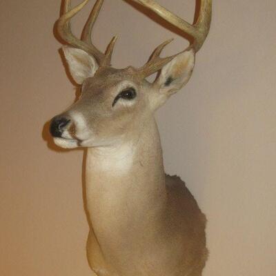 WHITETAIL BUCK DEER TAXIDERMY