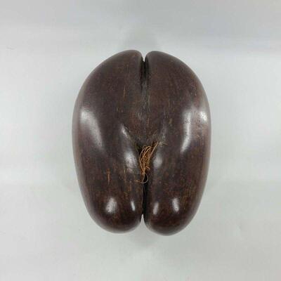 Rare Large Authentic Polished Coco de Mer Seed 